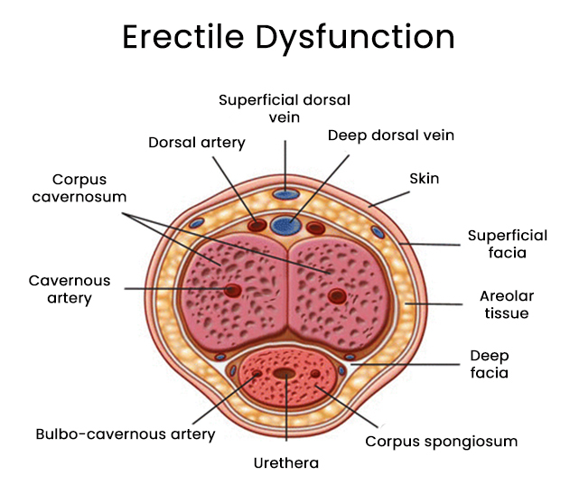 Erectile Dysfunction ED Treatments In Brooklyn Erectile Dysfunction ED Treatments In Brooklyn
